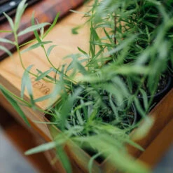 Brasero Plancha Island Corten PRO 100 Bois De Teck + Housse - Ofyr 14 Brasero Plancha Island Corten PRO 100 Bois De Teck + Housse - Ofyr -Weber Soldes Magasin ofyr island pro 100 teck 2020000022121 5